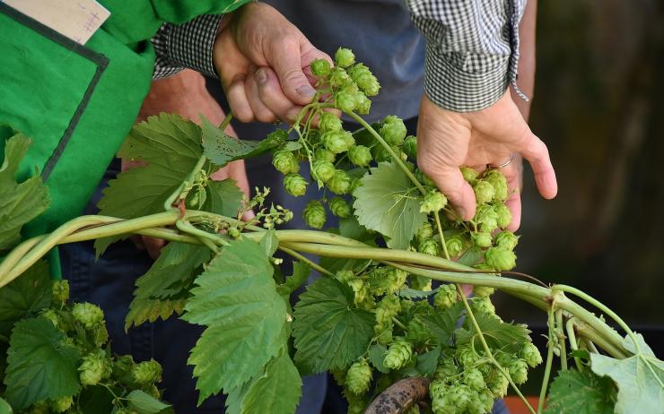 Jaká byla loňská úroda chmele? Navzdory výkyvům počasí mají zemědělci dobré zprávy