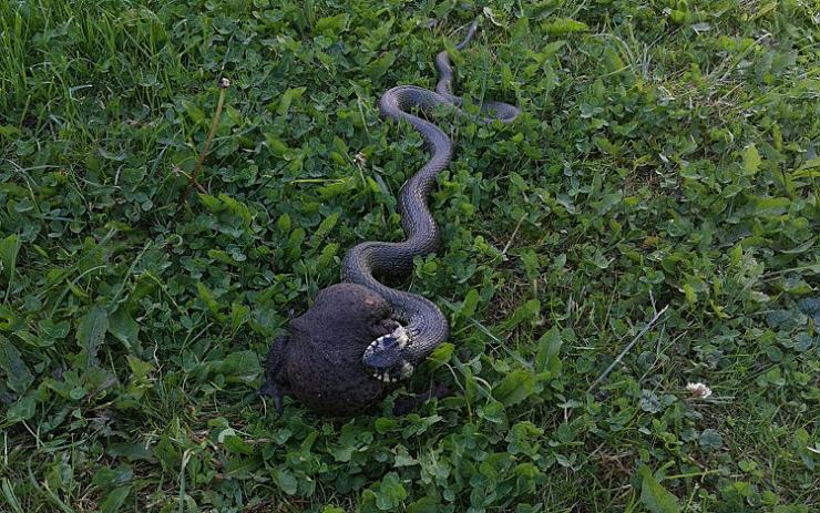 Had vyděsil ženu na zahradě, když zrovna zápasil se svou kořistí