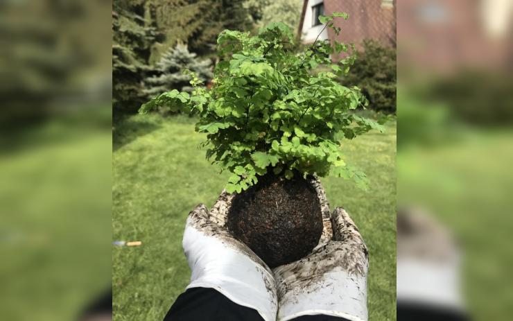 Zelený bazar a výroba kokedam. Spolek A dál? zve na netrediční odpoledne v Žatci