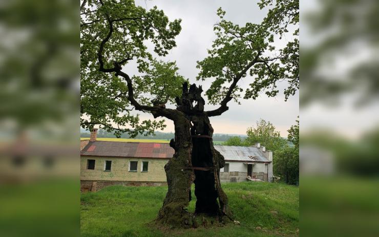 Začala soutěž o Strom roku, finalistu ze Žatecka představují víkendová výstava