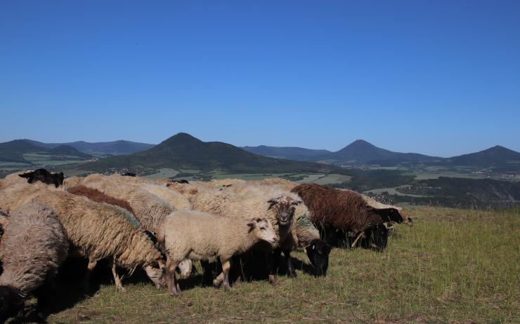 Ovce, kozy, kosy, hrábě a křovinořezy pomáhají přírodě. Projekt LIFE České středohoří je ve své půlce
