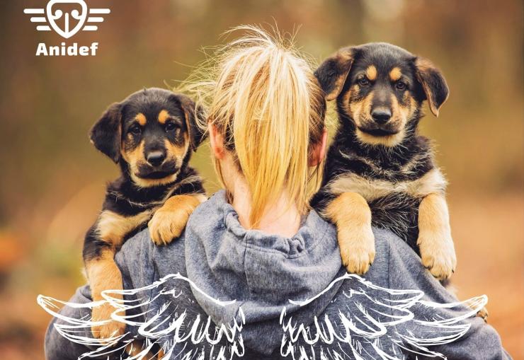 Podpořte psy a kočky z útulku AniDef, staňte se jejich Andělem