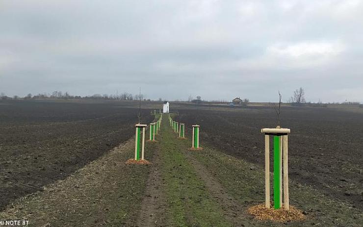 Zaniklou cestu ke kapličce a lesu lemují nově vysázené stromky. Najdete tu duby, jabloně i hrušně