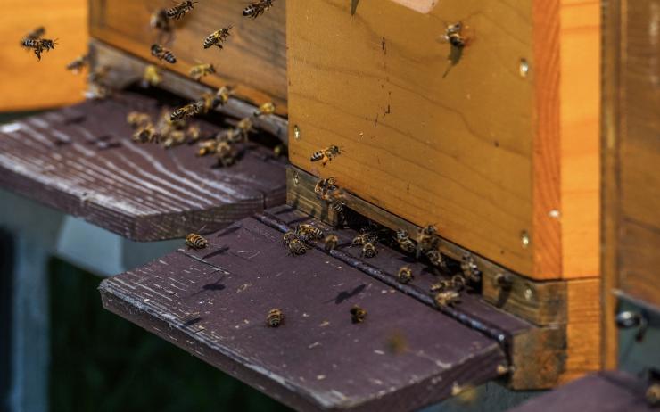 Policie hledá vandala, který v Žatci povalil deset úlů! Včely venku umrzly