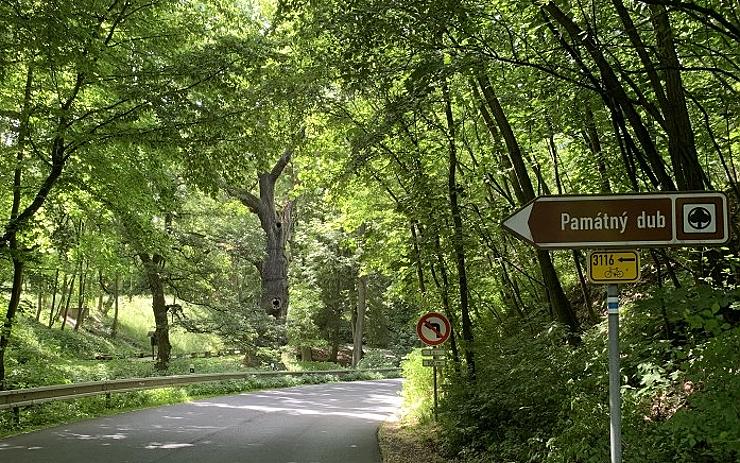 TIP NA VÝLET: Oldřichův dub patří k nejznámějším stromům v Čechách. Víte, kde ho najdete?