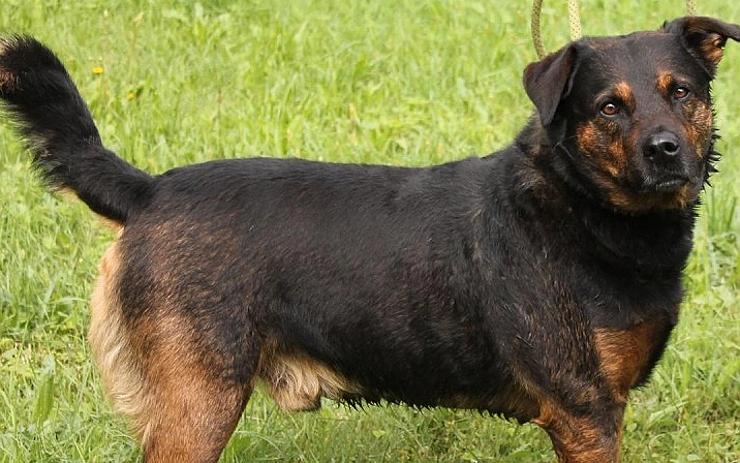 Nemocného psa kdosi uvázal k zábradlí u obchodu. Po jeho majiteli pátrají pracovníci útulku