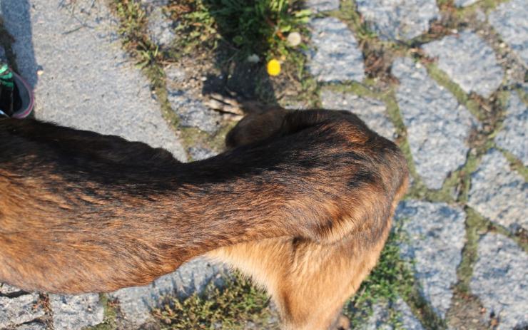 FOTO: Na kost vyhublí psi se zotavují v jimlínském útulku. Nejspíš pocházejí z množírny