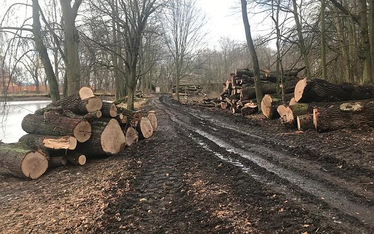 Návštěvníky Červeného Hrádku znepokojilo kácení stromů na Zámecké cestě. Radnice přišla s vysvětlením