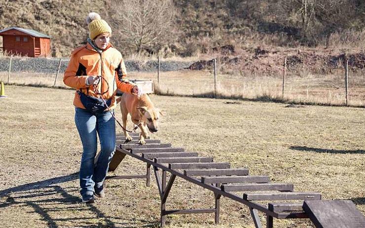 Chcete mít doma vychovaného psa? Přihlaste ho do kurzu poslušnosti