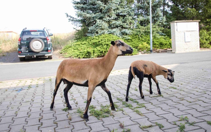 FOTO: V Hlubanech se už několik týdnů potuluje ovečka s jehnětem. Zřejmě nikomu nechybí