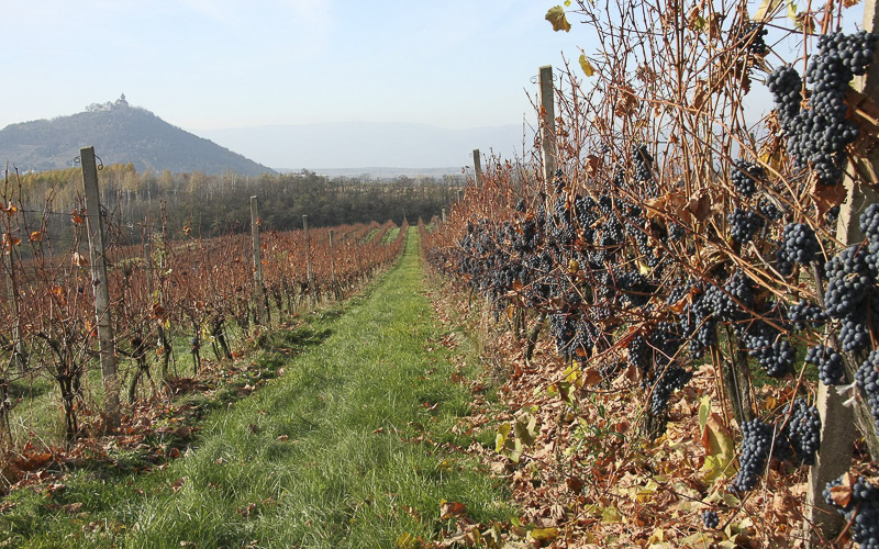 Slavnost v Chrámcích láká na skvělý burčák z odrůdy Chardonnay a Zweigeltrebe a ochutnávku pěti desítek vín 