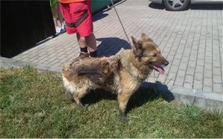 Strážníci odchytli ve Vtelně psa, dalšího pak v ulici Nádražní
