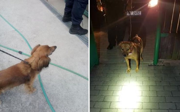 Miska s vodou na rozloučenou. Tak se v Mostě zbavili dvou psů