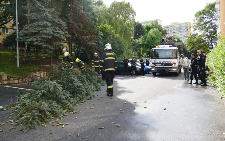 AKTUÁLNĚ OBRAZEM: Strom v Mostě hrozil zřícením na auta, jedno zachránil odtah