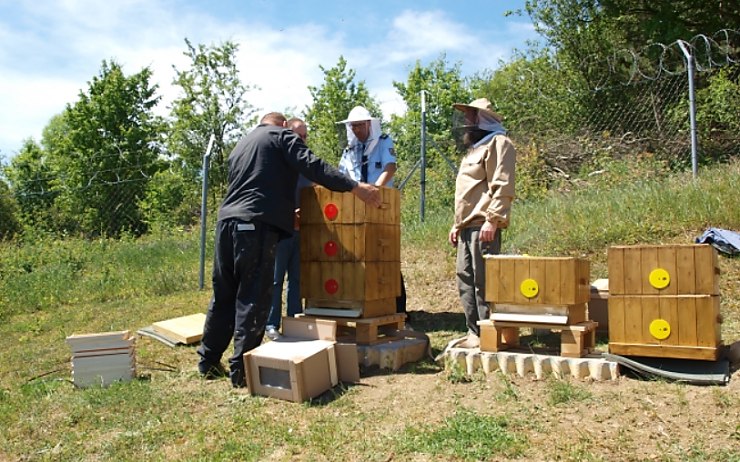 Ve věznici v Bělušicích se začali věnovat včelařství