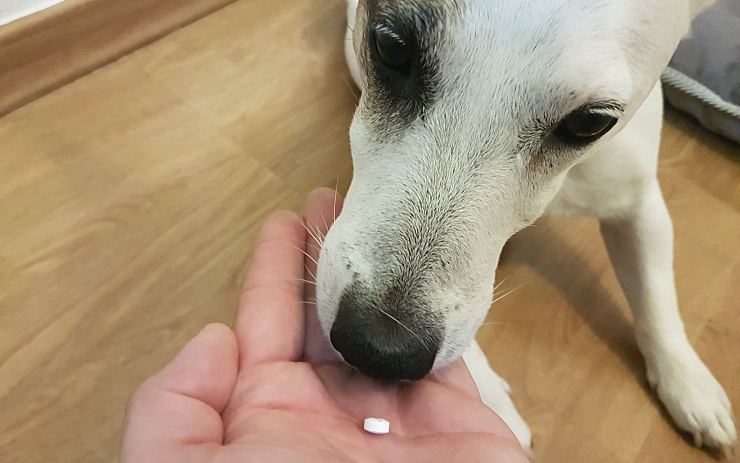 Strážníci zachránili nemocného psa, který by nepřežil bez léků