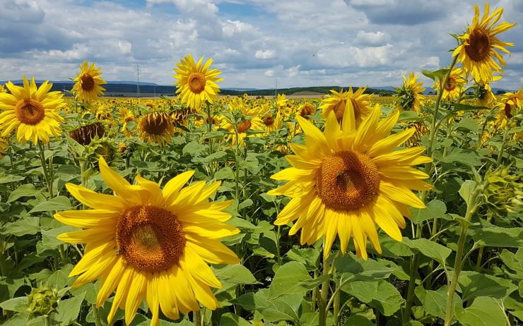 Jak tedy: Bude vedro, nebo ne?