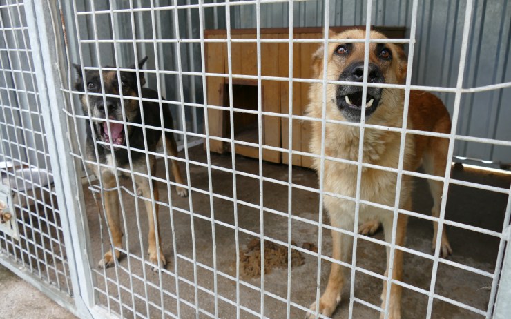 Dvojice psů se toulala u trati mezi Loukou a Litvínovem, hledá se jejich majitel