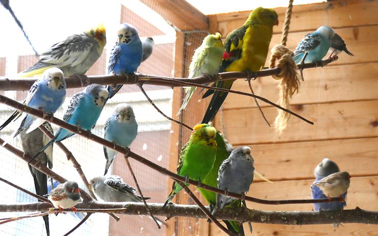 OBRAZEM: V knihovně už tři roky úspěšně chovají papoušky