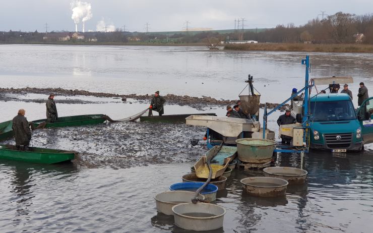 VIDEO: Rybáři začali s výlovem největšího rybníku na Lounsku