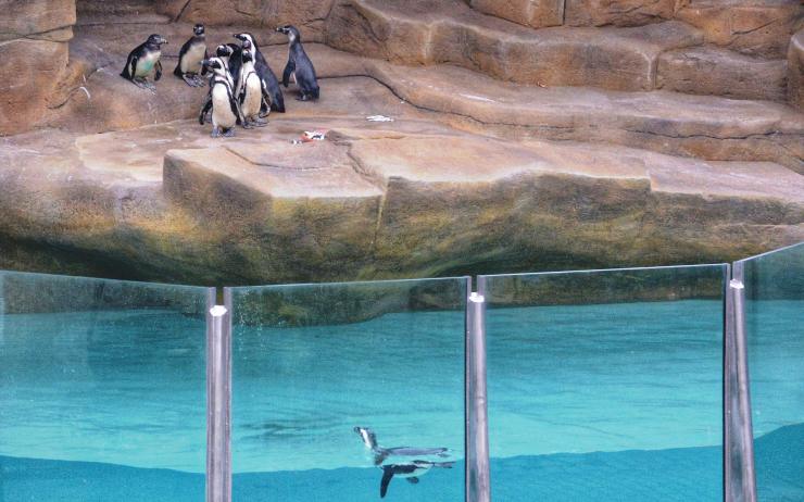 Dvanáct měsíců v zoo: Nový chov tučňáků, jedinečná mláďata a víc návštěvníků 