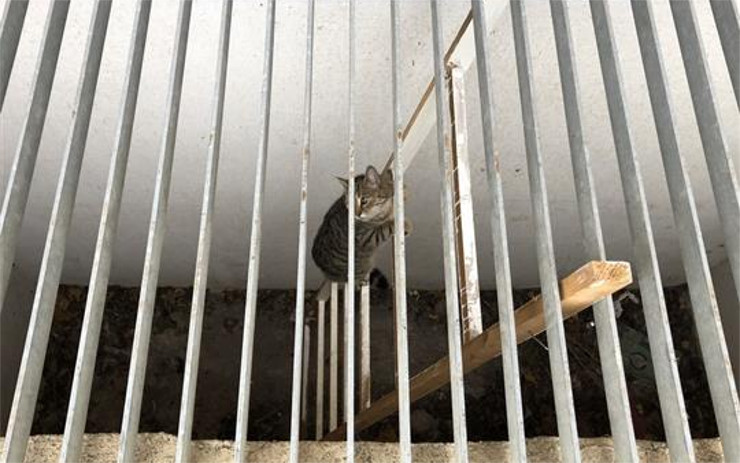 Pod roštem byla uvězněná kočka, strážníci jí pomohli ven provizorním žebříkem