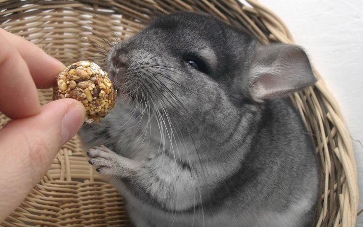 Případ promrzlých činčil nalezených v lese: Víme, jak to s nimi dopadlo