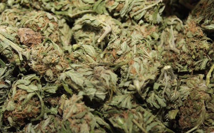 Marihuanu prý našel venku: Doma měl 66 rostlin konopí a tisíc gramů