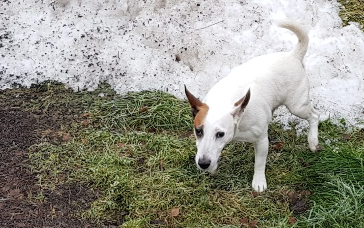 Redakční maskot Moris je dál nezvěstný. Kulhá a má v uchu tetování