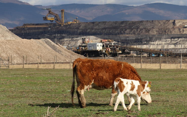 ZAUJALO NÁS: Stádo krav na výsypce uhelného lomu se rozrůstá