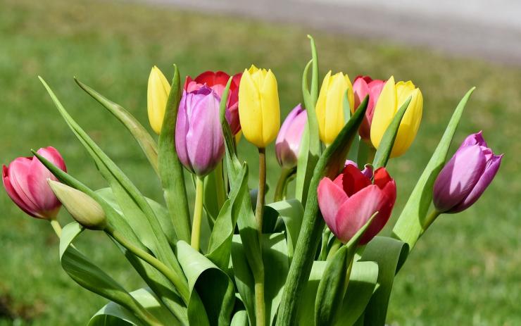 Dívka kradla tulipány z květináčů na ulici na hrob svého otce