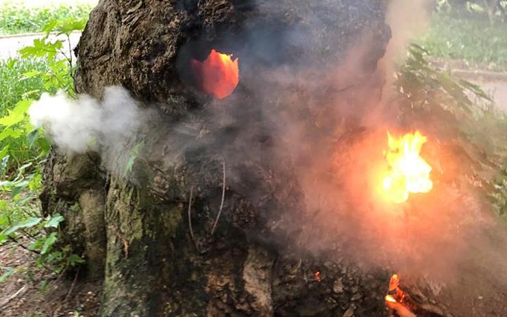 FOTO OD VÁS: V Litvínově takto hořel strom kousek od dětského hřiště