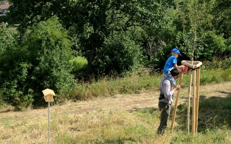 U Braňan roste nová hrušňová alej podél turistické stezky na Kaňkov