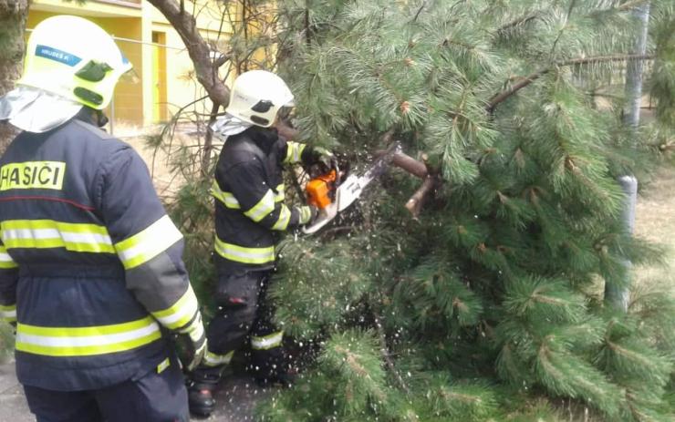 Z borovice museli odříznout velkou větev, hrozila pádem na chodník