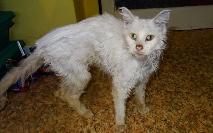 Spolek Teplické kočky zachránil ze zavřeného bytu 17 zubožených zvířat