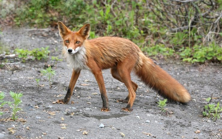 Liška v Litvínově pokousala muže přímo ve městě. Jsou přemnožené a nebojí se lidí!