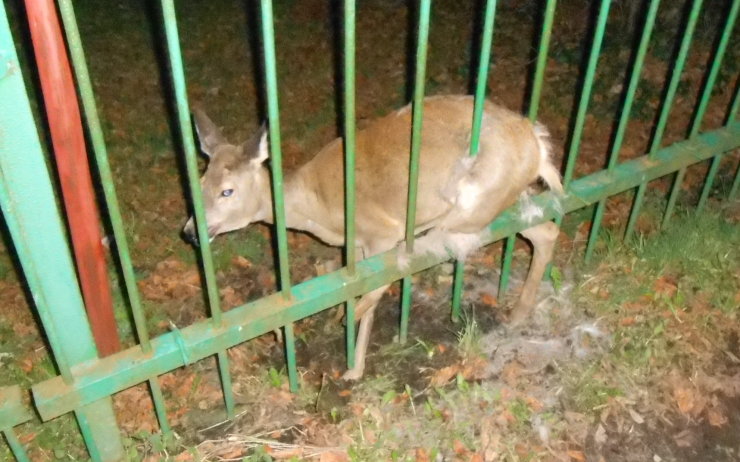 Trable se zvířaty na Litvínovsku: Srna v plotě, kůň na silnici, pes bez paničky