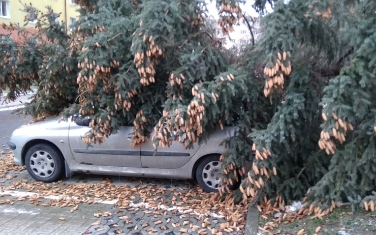 V Mostě se vyvrátil strom a nešťastně trefil zaparkované auto