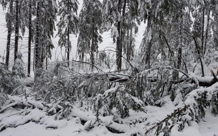 Litvínov zakázal do konce zimy vstup do krušnohorských lesů!