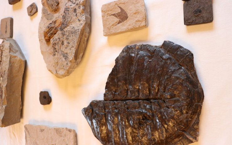 VÍTE, ŽE… Národní muzeum má díky šachtě unikátní sbírku zkamenělin z pravěké přírody
