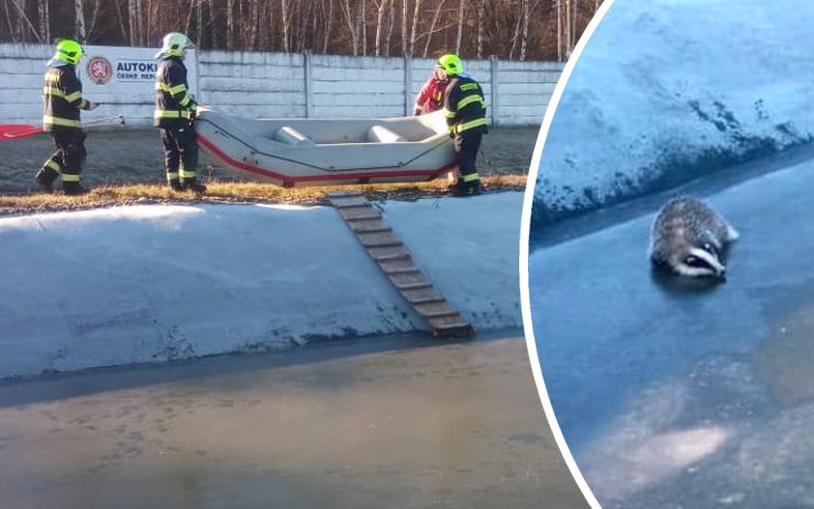 VIDEO: Neobvyklá záchranná akce: V zamrzlé nádrži na polygonu uvízl jezevec
