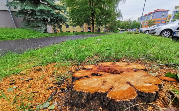 Nebyla jiná možnost. Stromy v Halasově ulici museli pokácet