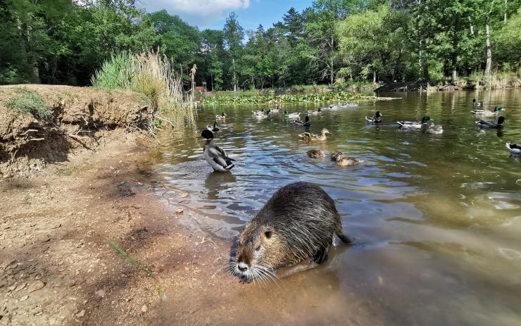 VIDEO DNE: Nová atrakce na Resslu! V jezírku tam mezi kachnami žijí nutrie