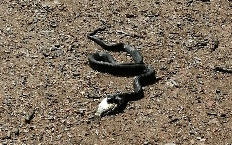 FOTO OD VÁS: Čtenářka vyrušila na Resslu tohoto hada. Poznáte, o jaký druh se jedná?