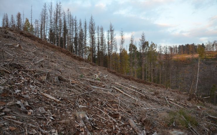 Kůrovcová kalamita může vypuknout i v Ústeckém kraji, varuje ředitel Lesů ČR