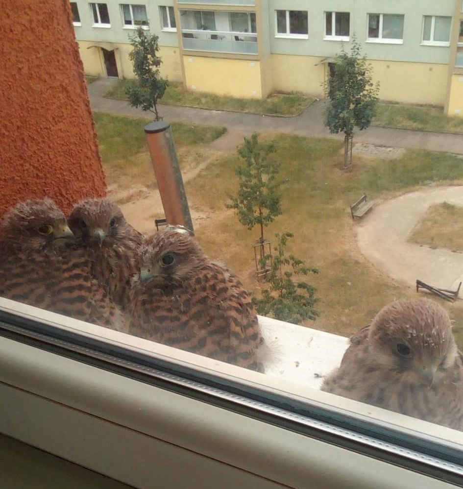 FOTO DNE: Divoká příroda za okny mosteckého paneláku