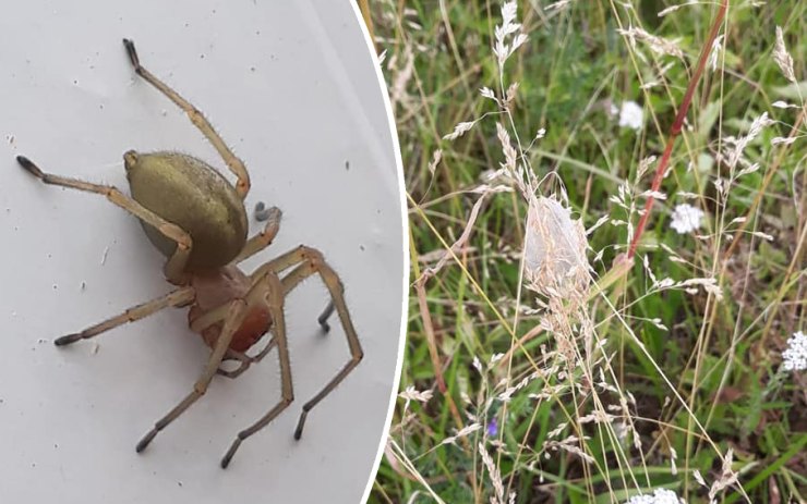 Jedovatému pavoukovi se daří! Zápřednici pozorují lidé už i v Krušných horách