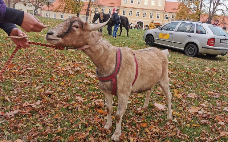 OBRAZEM: Kozy a koně v Zámeckém parku, soutěž o nej jablko. Konala se oslava sklizně a řemesel