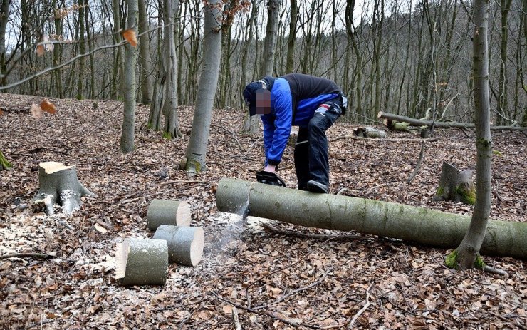 Muž vykácel desítky stromů ve státním i obecním lese, dříví si čtvrt roku vozil domů
