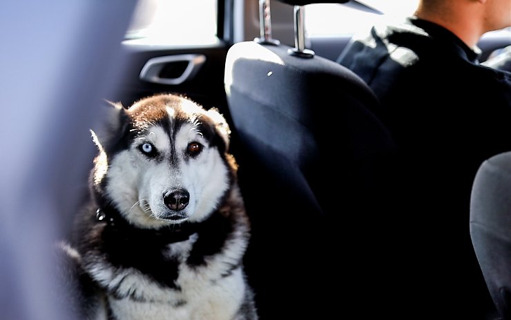 Jak vozíte v autě svého psa? Tady vám ukáží, jak to dělat správně 
